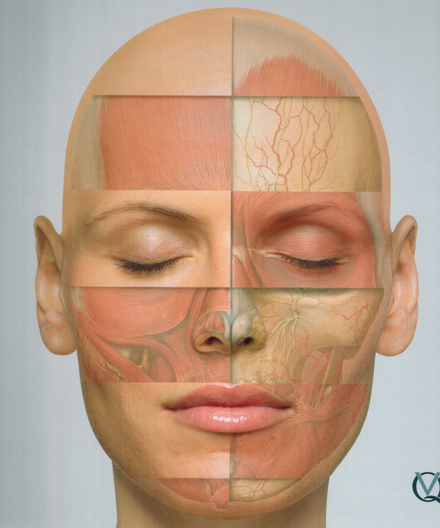 Анатомія лицьового відділу голови для косметологів. C2SC8