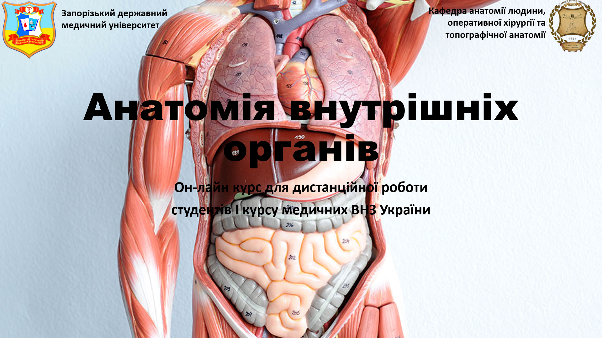 Анатомія внутрішніх органів HA101